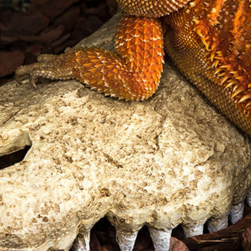 Крокодилячий череп Repti-Zoo Crocodile Skull M ERS34M 18×10×5,5 см - декоративне укриття для тераріуму та акваріуму-3
