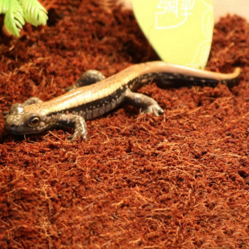 Тропічний субстрат Komodo Tropical Terrain 6 л (U46015) для терраріумів із високою вологістю-3