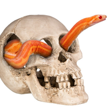 Декорація череп людини Terrario Human Skull XL 15x10x9см (161012)-2