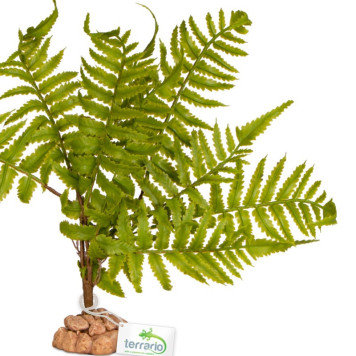 Штучна рослина, папороть Terrario 32x15x32см (330)-3