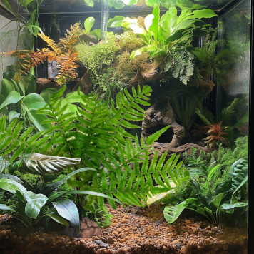 Штучна рослина, папороть Terrario 32x15x32см (330)-4