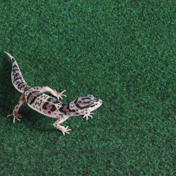 Килимок-субстрат Repti-Zoo Carpet Mat 50x30 см (EC07) для тераріуму, пустельних і тропічних рептилій-8