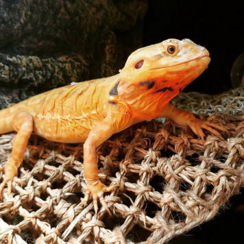 Гамак для рептилій Repti-Zoo Seaweed Hammock L DC10P 45x30x30 см з натуральних водоростей-3