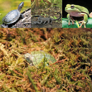 Сфагновий мох Repti-Zoo Sphagnum Moss 100 г (4,5 л) з Чилі для тераріумів і рослин-5