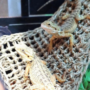 Гамак для рептилій Repti-Zoo Seaweed Hammock XL DC11P 60x40x40 см з натуральних водоростей-5