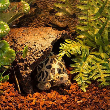 Субстрат соснова кора Repti‑Zoo Pine Bark 4 л (SB014) для сухих і напівсухих тераріумів-4