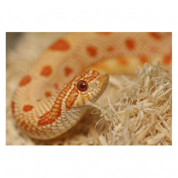 Субстрат з тополі Repti-Zoo Aspen Snake Bedding 2,4 л (SB001) для змій та копаючих рептилій-3