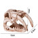 Декорація череп тигра Terrario Sabertooth Skull 13x8,5x11см (15911)