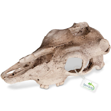 Декорація череп буйвола Terrario Buffalo Skull 21x12x8см (22128)-6
