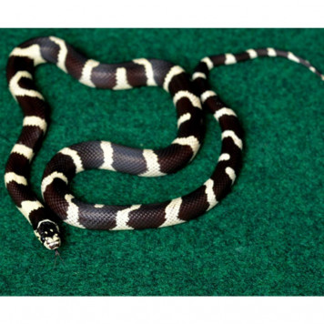 Килимок-субстрат Repti-Zoo Carpet Mat 45x45 см (EC01) для тераріуму, пустельних і тропічних рептилій-8