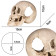 Декорація череп людини Terrario Human Skull XL 15x10x9см (161012)