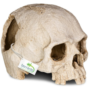 Декорація череп людини Terrario Human Skull 14x11x11см (151211)-4