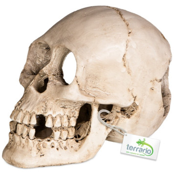 Декорація череп людини Terrario Human Skull XL 15x10x9см (161012)-4