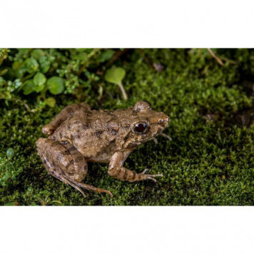 Живий мох Komodo Habitat Moss 100г 4.5л (83030)-2