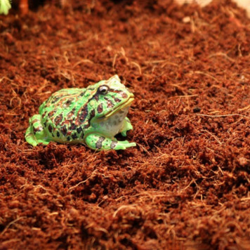 Тропічний субстрат Komodo Tropical Terrain 6 л (U46015) для терраріумів із високою вологістю-5