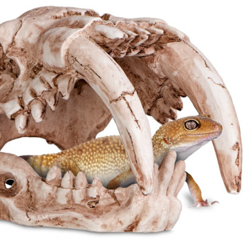 Декорація череп тигра Terrario Sabertooth Skull 13x8,5x11см (15911)-2