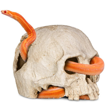 Декорація череп людини Terrario Human Skull 14x11x11см (151211)-2