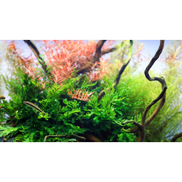 Калій в таблетках Aquario Neo Tabs Plant K-5