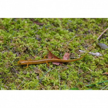 Живий мох Komodo Habitat Moss 100г 4.5л (83030)-3
