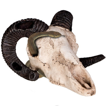 Декорація череп барана Terrario Ram Skull 19x16x11см (191712)-3
