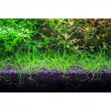 Грунт для акваріума Aquario Neo Soil Plant 3л (neo-soil-plant-3)-4