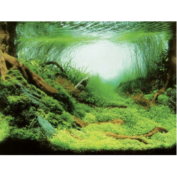 Акваріумний задній фон Aqua Nova Рослини/Океан 100x50см (PLANTS/OCEAN L)-2