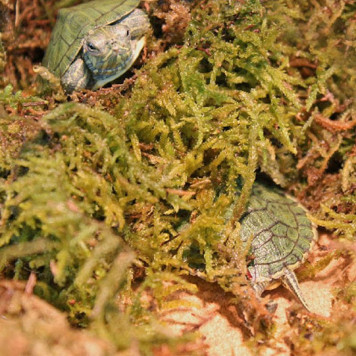 Сфагновий мох Repti-Zoo Sphagnum Moss 100 г (4,5 л) з Чилі для тераріумів і рослин-2