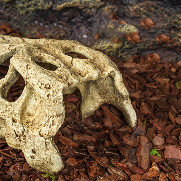 Крокодилячий череп Repti-Zoo Crocodile Skull M ERS34M 18×10×5,5 см - декоративне укриття для тераріуму та акваріуму-5