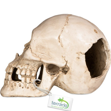 Декорація череп людини Terrario Human Skull XL 15x10x9см (161012)-5