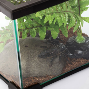 Тераріум Repti-Zoo AK09BG 31x21x15 см з вентиляцією і кришкою для рептилій, амфібій і комах-2
