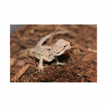 Підкладка з кокосового волокна Repti-Zoo Coconut fiber Substrate 8л (SB650)-4