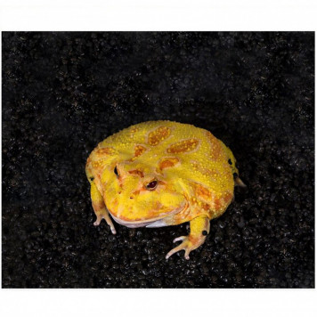 Субстрат для рогатих жаб Repti-Zoo Ceratophrys Mud JWN01 600г (RZ-JWN01)-3