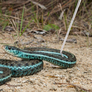 Гачок для змій телескопічний Repti-Zoo Stainless Snake Hook SNH03, 21–58 см, нержавіюча сталь, до 2 кг-4