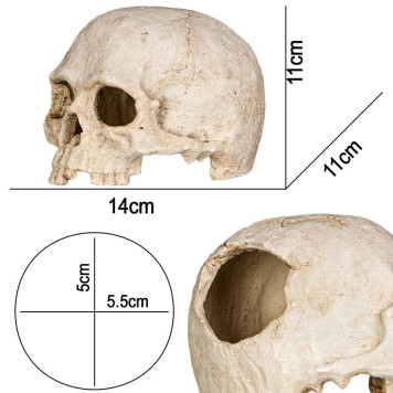 Декорація череп людини Terrario Human Skull 14x11x11см (151211)-1