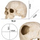 Декорація череп людини Terrario Human Skull 14x11x11см (151211)