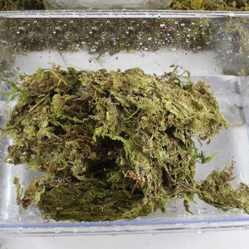 Сфагновий мох Repti-Zoo Sphagnum Moss 100 г (4,5 л) з Чилі для тераріумів і рослин-3