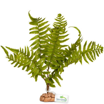 Штучна рослина, папороть Terrario 32x15x32см (330)-2