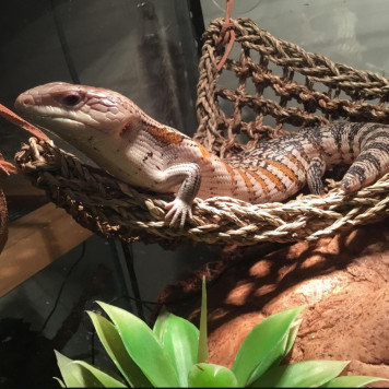 Гамак для рептилій Repti-Zoo Seaweed Hammock XL DC11P 60x40x40 см з натуральних водоростей-4