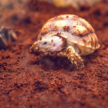 Тропічний субстрат Komodo Tropical Terrain 6 л (U46015) для терраріумів із високою вологістю-6