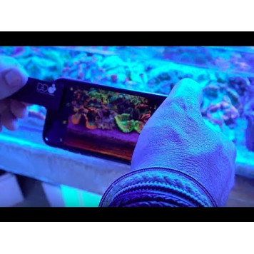 D-D Coral Colour Lens-4