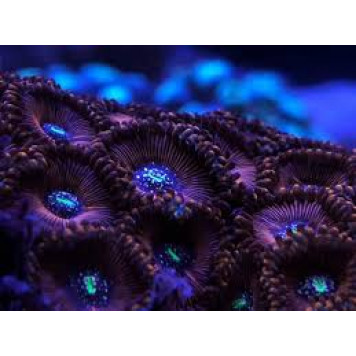 D-D Coral Colour Lens-2