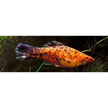 Prodibio Worms & Parasites Fresh-2