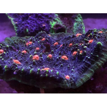 D-D Coral Colour Lens-3