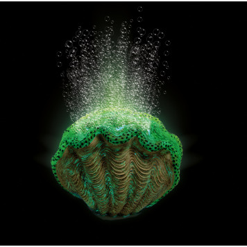 H2ShOw WONDER KIT - GREEN CLAM-1