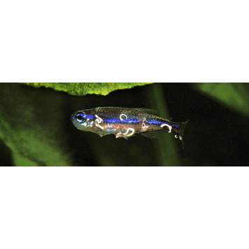 Prodibio Worms & Parasites Fresh-1