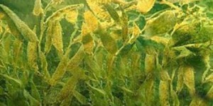 Рекомендации по борьбе с нежелательными водорослями